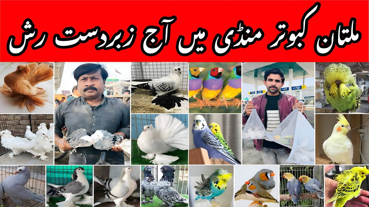 Multan Kabooter Mandi is Full of Rush Today | Everything is Very Cheap