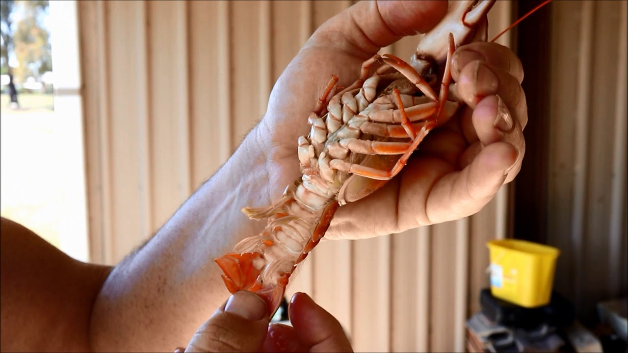 How to cook yabbies 