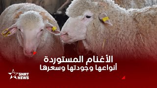 عيد الأضحى.. أسعار الأغنام المستوردة وأنواعها وجودتها