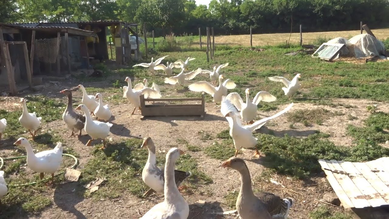 Гуси и козы июль 2021г - YouTube
