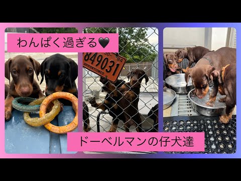 ใใใใฑใใใผใใซใใณใใใผใใซใใณใฎไป็ฌ้!ๅ
ๆฐใใฃใฑใ๏ผ