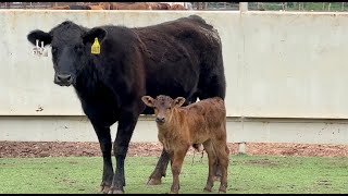 J&J Cattle Co: Auction Lot 11 Angus Cow & Calf Pair