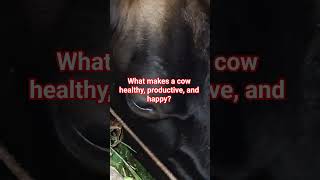 Smart Farmer's Secret | Happy Cows Eating Fresh TMR Feed .