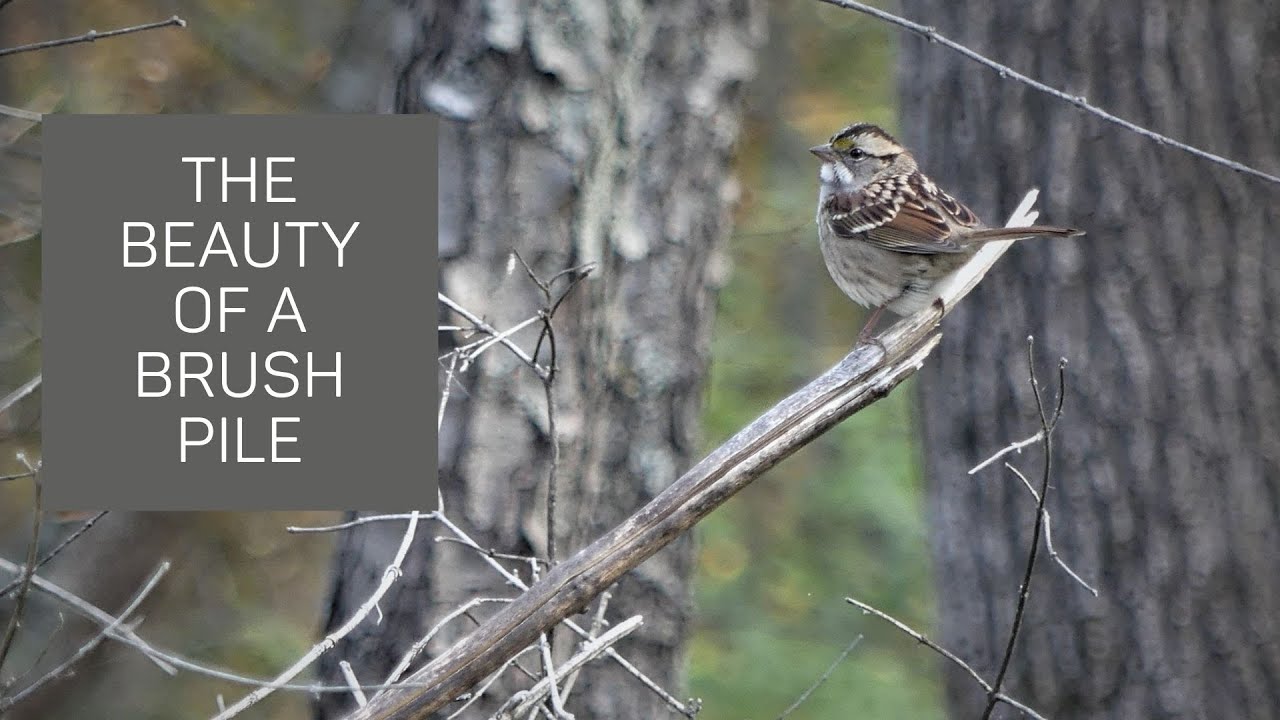The Beauty of a Brush Pile A Safe Place for Wildlife YouTube