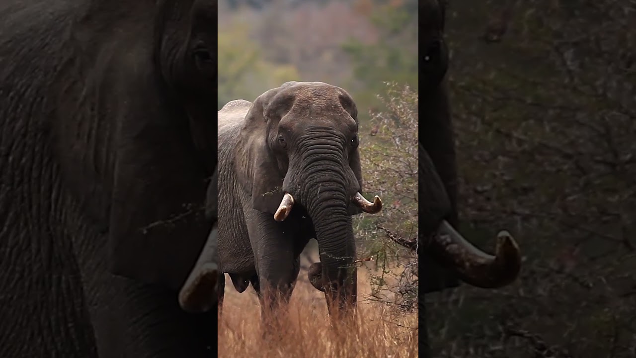 5 Day Kruger Park and Private Lodge Safari