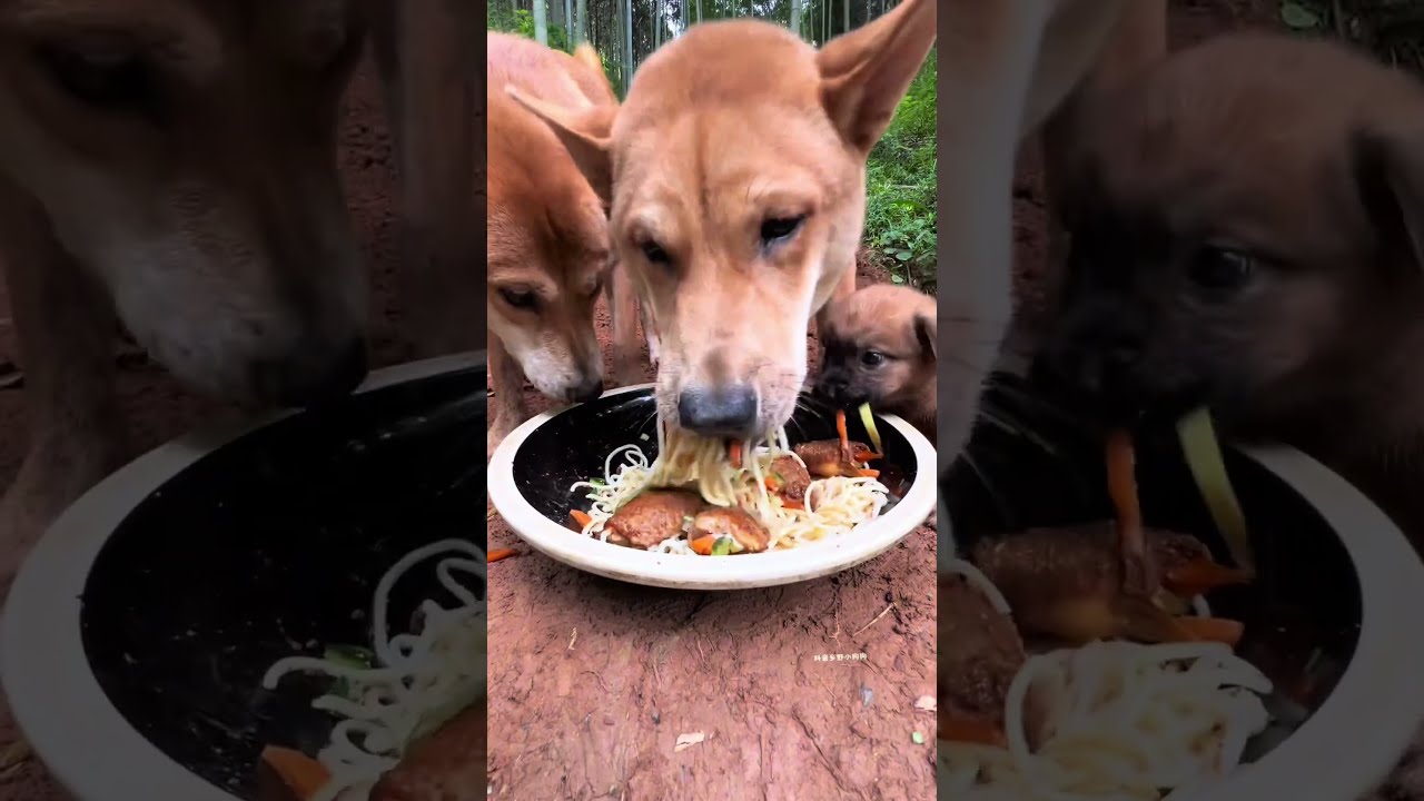 Ce Pauvre Chien Meurt De Faim Pourtoi
