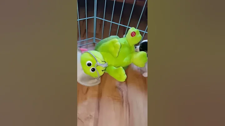 Chihuahua 8 weeks playing with stuffed singing tur...