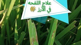 علاج اللفحه في الأرز و معرفه مظهر الاصابه و التفريق بين التبقع البنى واللفحه في محصول الأرز 🌾