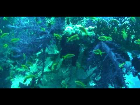 The Dives - Dive #56 - Sodfa (Sharm El Sheikh, Red Sea)