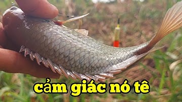 CÂU CÁ RÔ ĐỒNG, nó ẩn nấp dưới lục bình bị ủ mề không |fishing HQBL #133