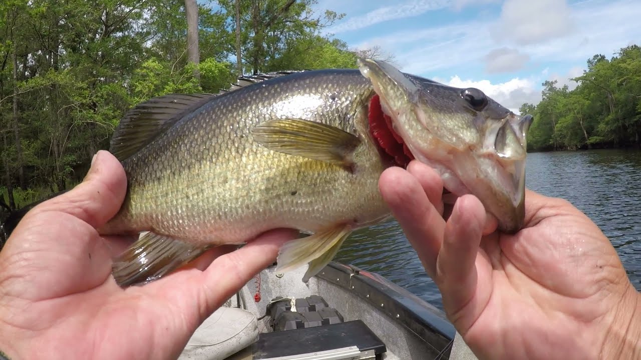 Bream Fishing Black River Swamps. YouTube