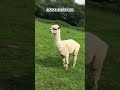 Alpaca Alarm Call… or Angry Duck?