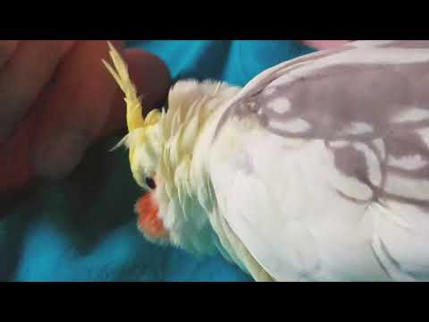 [Birds] 3 minutes of cockatiel petting!