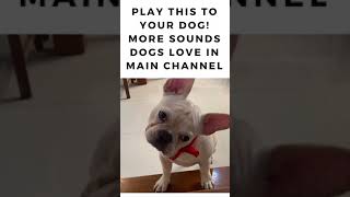 Play This Sound To Your Dog Reaction Guaranteed