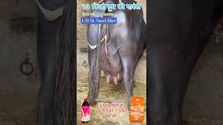 Ldm पलओ दध म Fatsnf बढओ Nanha Lajwana Dairy Farm