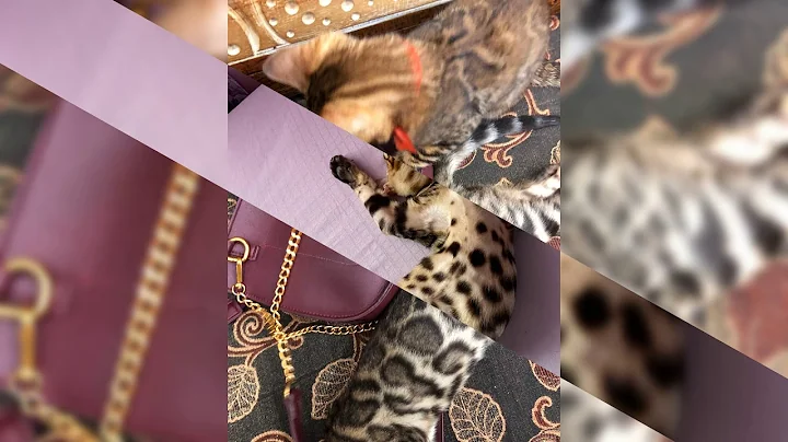 Video 1628171: bengal, cat lovers kucing