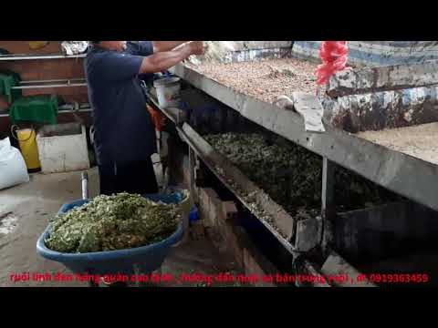 Video Cách làm thức ăn cho sâu canxi , ruồi lính đen cao lãnh - youtube