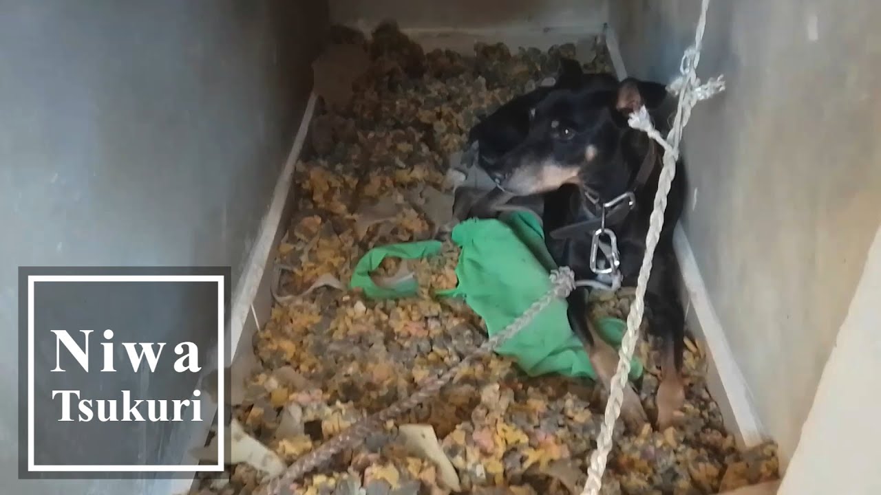 クッションだったのにゴミになってる...リサイクル!! 犬用のベット作り／移住先はメキシコの片田舎、暇なので”庭つくり”！