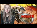 КАК ПОДРУЖИТЬ КОШЕК