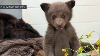 Black bear cub thriving after ‘touch and go' first month following rescue | NBC 7 San Diego