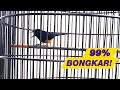 Murai Batu Langsung Ngotot Pancing Murai Batu Anda Dengan Murai Batu Ini Mp3 - Mp4 Download