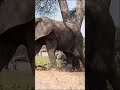 Walking To Your Own Beat Safari ЁЯРШЁЯРШЁЯжТ Walking To Your Own Beat Safari ЁЯРШЁЯРШЁЯжТ