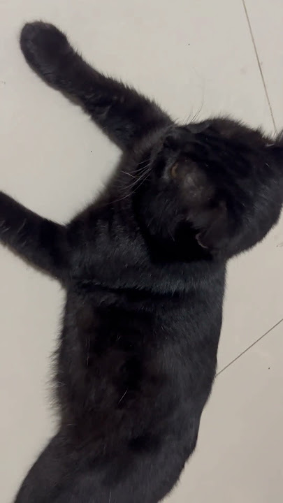Little things #guitar #cover #beach #music #travel #cat #oldies #song