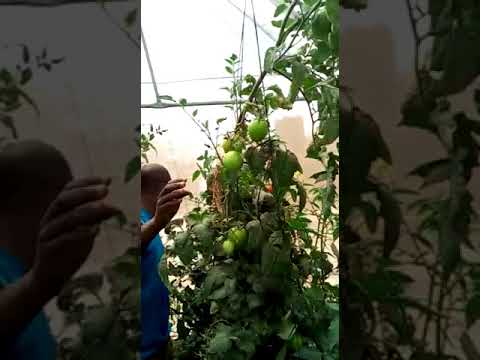 Video: Tembelea Greenhouse ya Rockefeller Park iliyoko Cleveland, Ohio