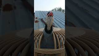 Oluklu Çunur Kinalisi