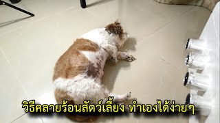 วิธีคลายร้อนสัตว์เลี้ยง ทำเองได้ง่ายๆไม่ยุ่งยาก