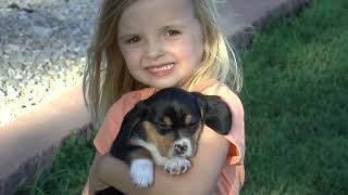 Beagle Puppies from www.dyerfarms.com by Sue Dyer 163 views 1 year ago 8 minutes, 55 seconds