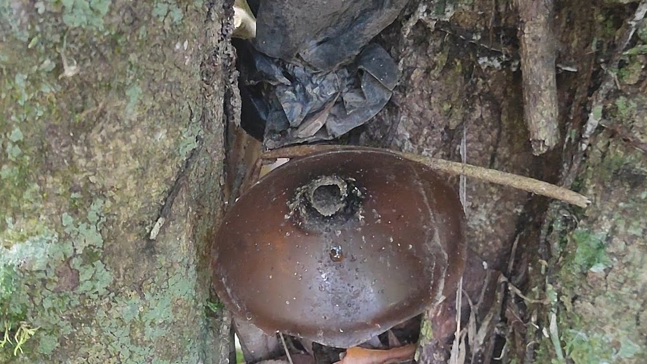 Demorou Mais Peguei! Abelha Emerina na Isca!