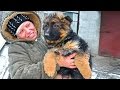 Щенки Немецкой овчарки 2 месяца. Puppies German Shepherd 2 month.
