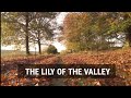 The lily of the valley sda hymn