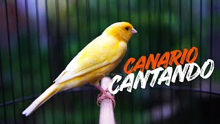 Canrio Cantando Muito 2 Hora De Canto Para Estimular Seu Pssaro3 Foco Em Relaxamento E Natureza