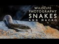 Macro Photography walkabout + Snakes, Lizards & Frogs : Wildlife Photography & Film-making