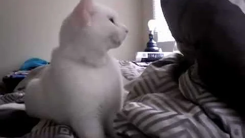 Watch the video about Cute Turkish Van (White Cat)