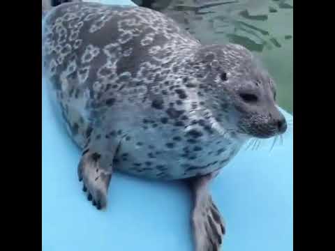 Video: Ladoga-zeehonden (ringelrob): beschrijving, leefgebied