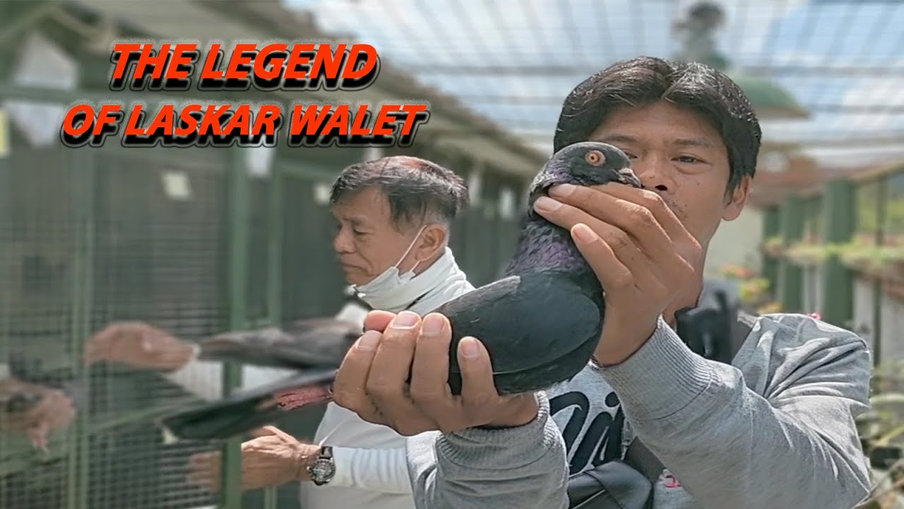 LASKAR WALET !!!! SPESIALIS TINGGI ALUS LOLOS ATAS BAWAH DOORRR