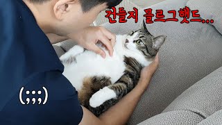 고양이가 싫어하는 짓만 골라서 해버렸습니다 (집고양이 시청금지)