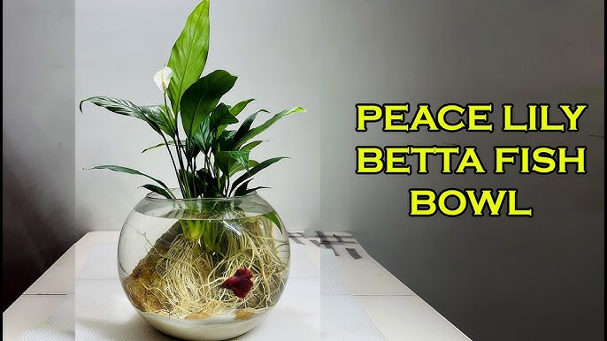 BETTA FISH FLOWER VASE SETUP! #betta #bettafishtank #peacelily