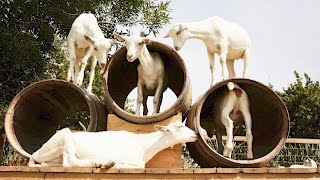 Download lagu Animal architecture
