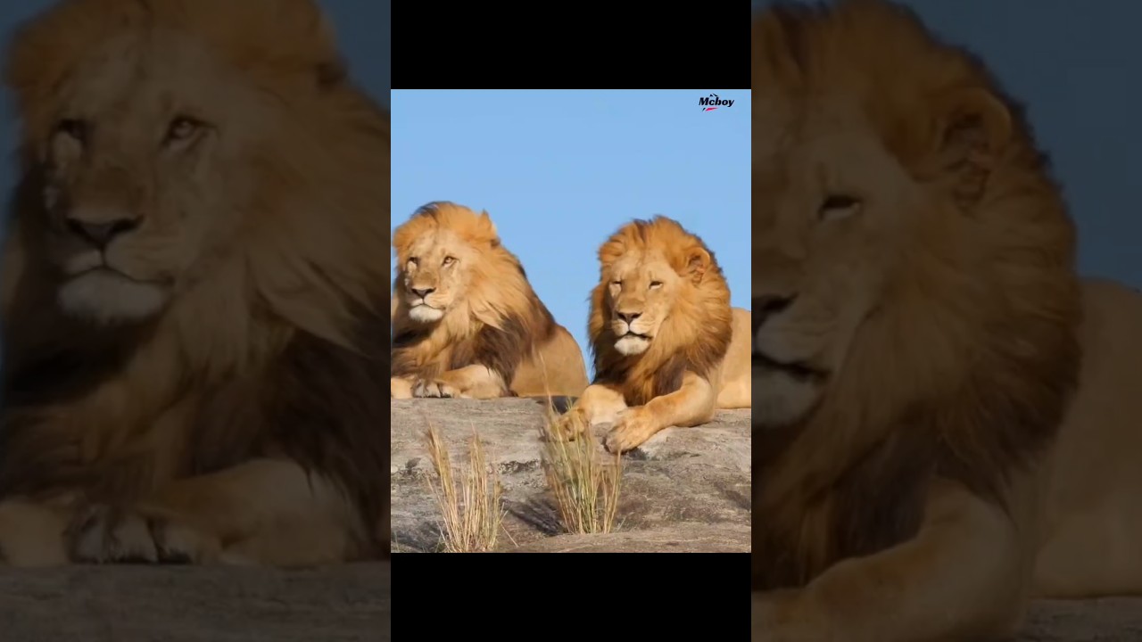 Mangisihole Boys Vs Askaris Gang🦁... 