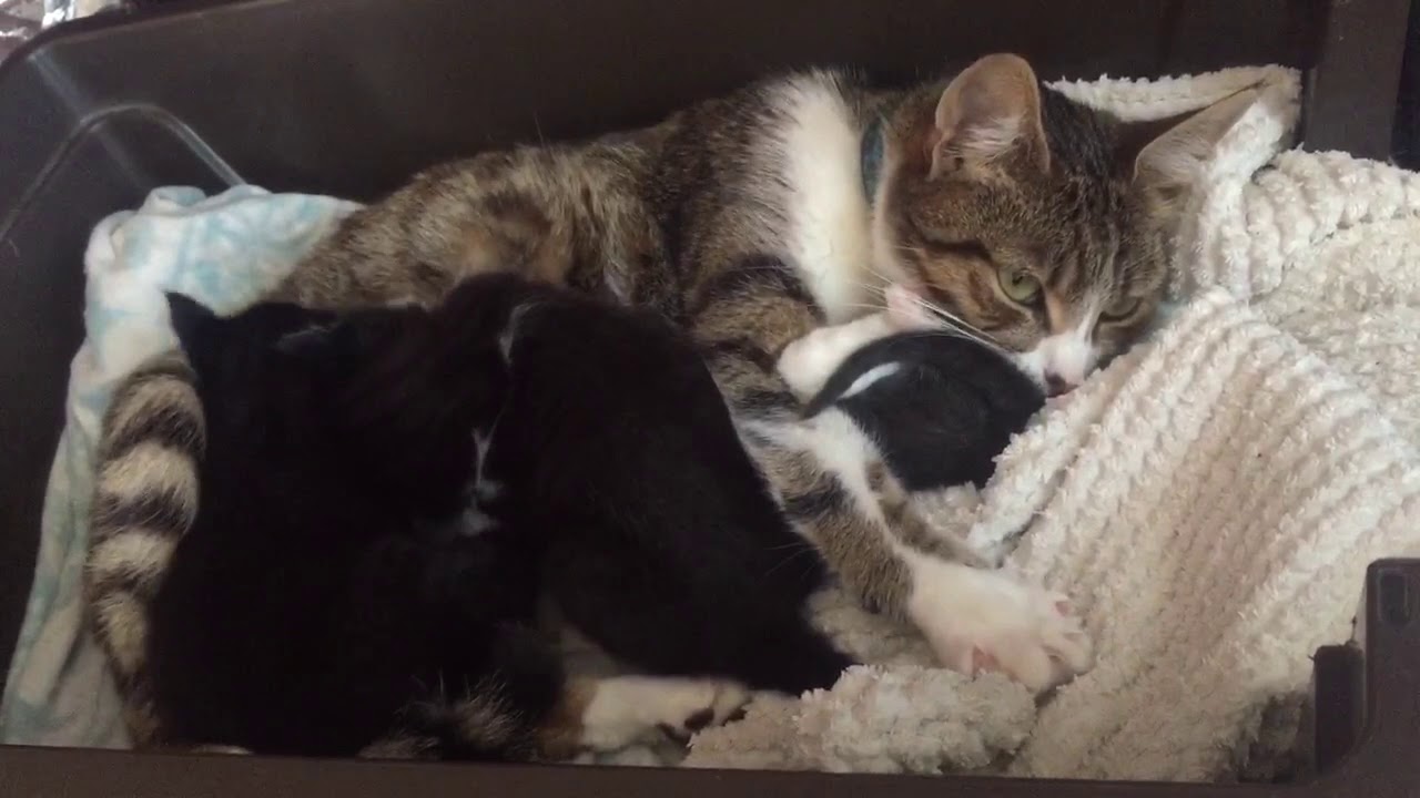 Little kittens nursing YouTube