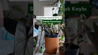 Bitkiler Toprak Yer Mi