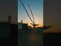 حتى الألفة أجعلها في ودائع الله 