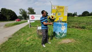 Blumenfelder Ammersee Blumenstrauß Selbst Pflücken