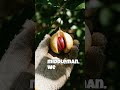 The Middleman Tax: Where Is Your Nutmeg From?