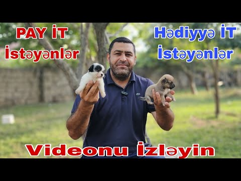 Pay İT, (Hədiyyə) İT İstəyənlər