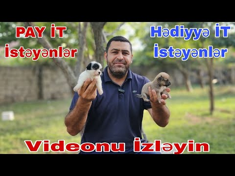 Video: İtlər lymbdiyaya qarşı peyvənd olunurmu?